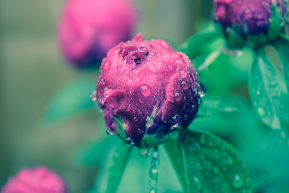 closeup photo of pink flower