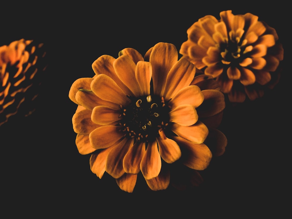 flor de pétala amarela