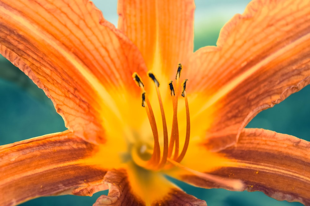 orange flower