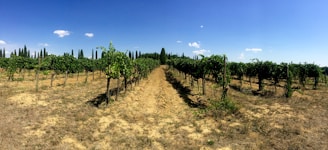 A vineyard stretches into the distance with rows of grapevines planted neatly under a clear blue sky. The ground is dry and brown, contrasting with the lush green leaves of the vines. Tall, thin cypress trees line the background, adding structure to the landscape.