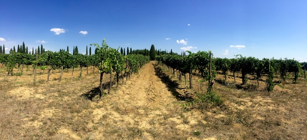 A vineyard stretches into the distance with rows of grapevines planted neatly under a clear blue sky. The ground is dry and brown, contrasting with the lush green leaves of the vines. Tall, thin cypress trees line the background, adding structure to the landscape.