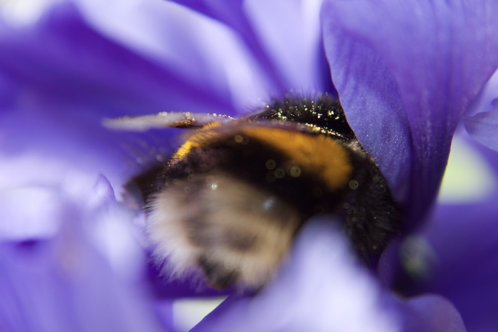 macro photography of bee on purple flower