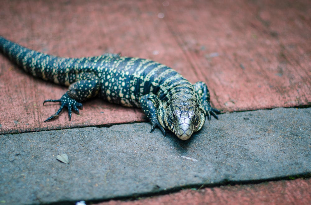 photo of black and brown lizard on gray pavement
