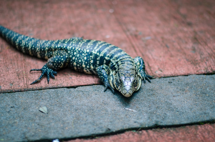 View Golden Colombian Tegu Gif