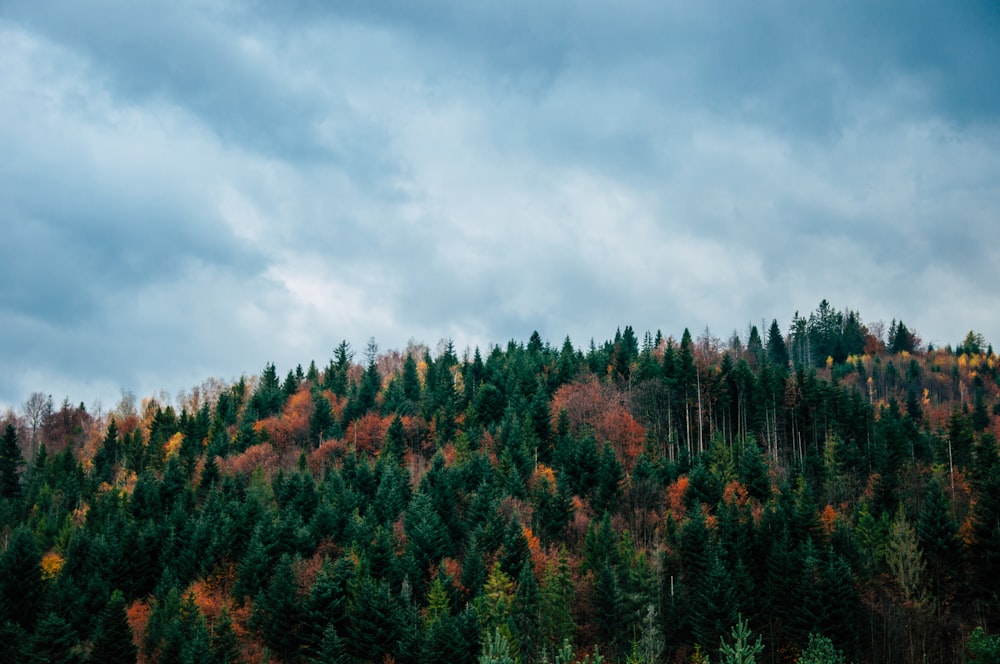 green trees during daytime