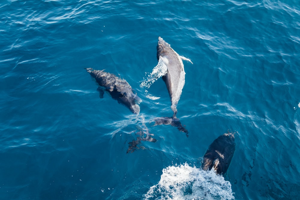 three dolphins on body of water during daytime