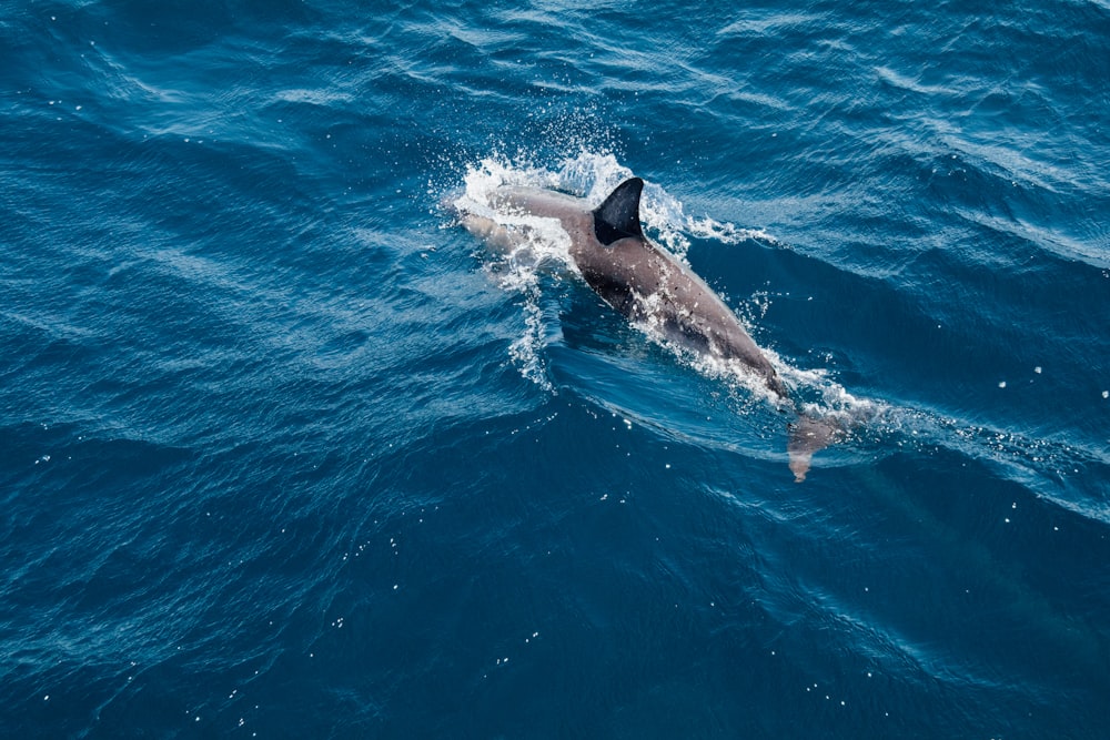 青い海でダイビングする茶色の魚