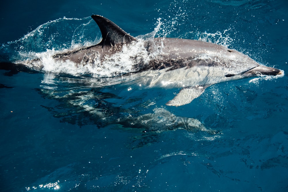 gray and white dolphin on water during daytime