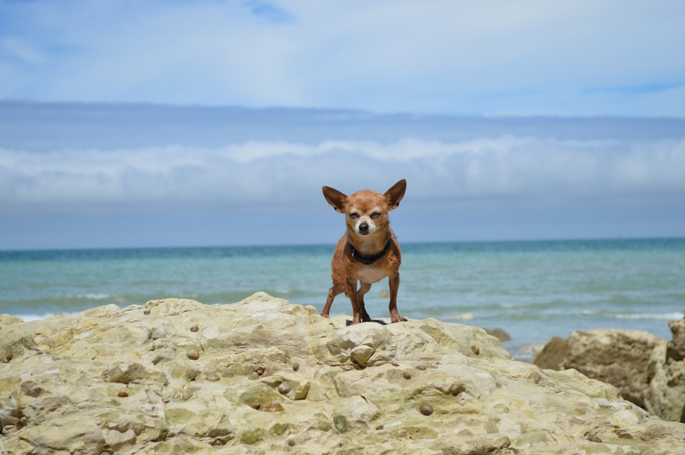 adult brown chihuahua on white rock