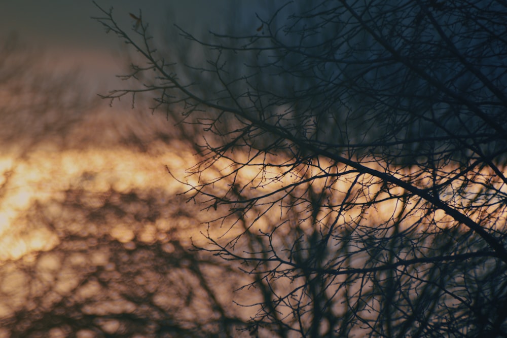 silhouette photo of tree during golden hour