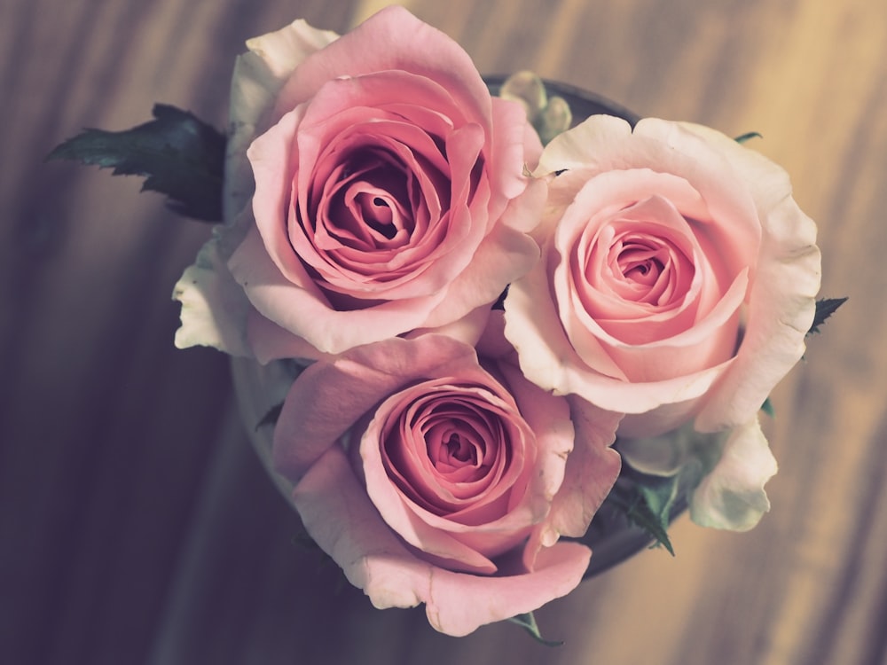 photo en gros plan de deux roses roses