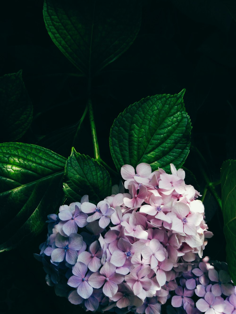 pink flowers on green leaves