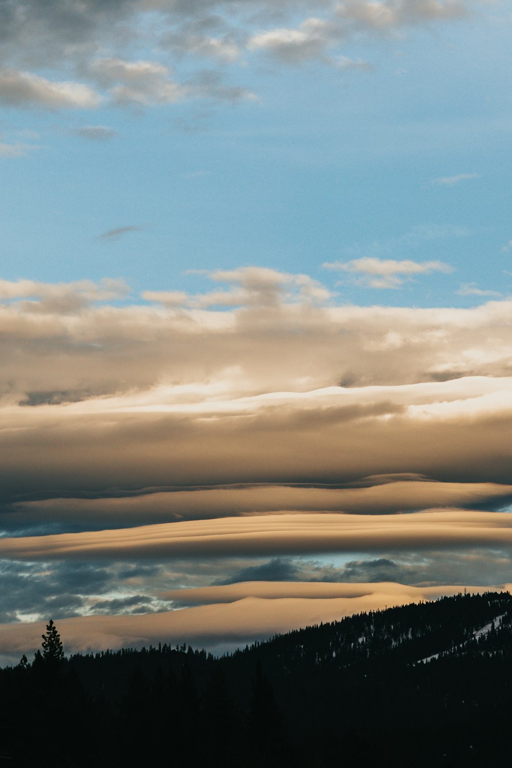 trees under white clouds