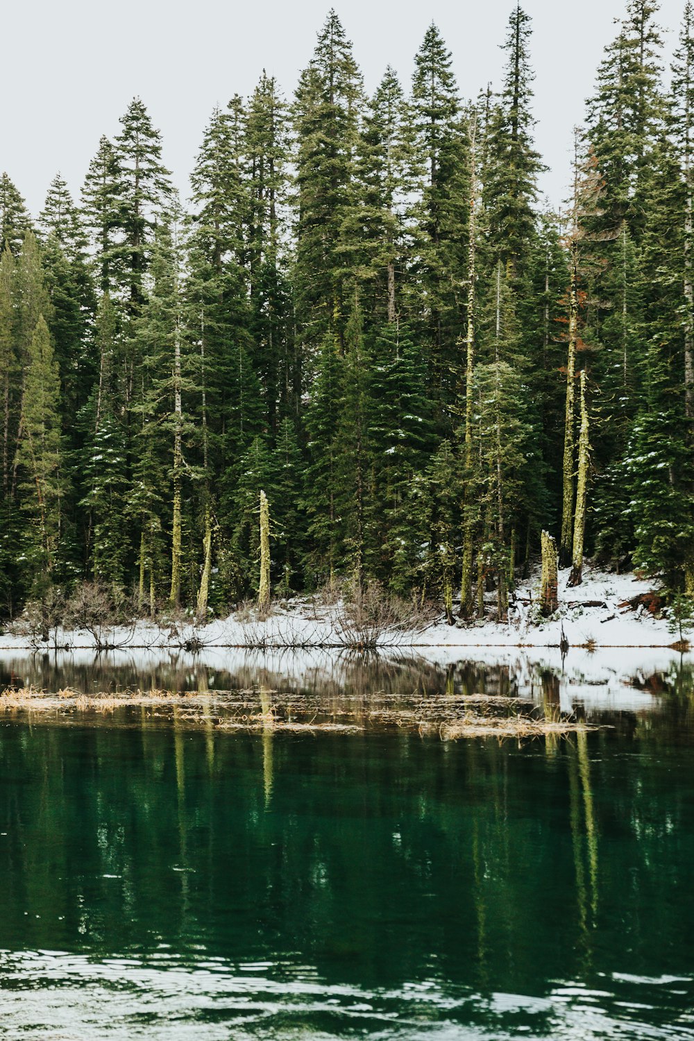 pine trees along the river