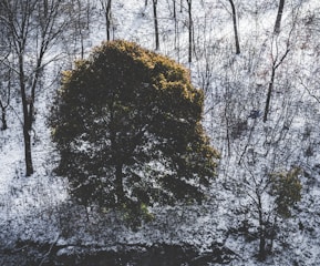 A large tree with green foliage stands prominently in a snowy landscape. Bare trees with thin branches surround it, indicating a winter setting. The ground is covered with a light layer of snow, contrasting with the dark green of the main tree.