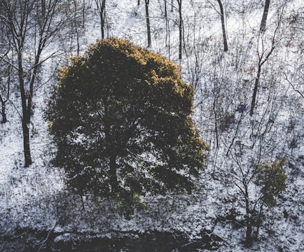 A large tree with green foliage stands prominently in a snowy landscape. Bare trees with thin branches surround it, indicating a winter setting. The ground is covered with a light layer of snow, contrasting with the dark green of the main tree.