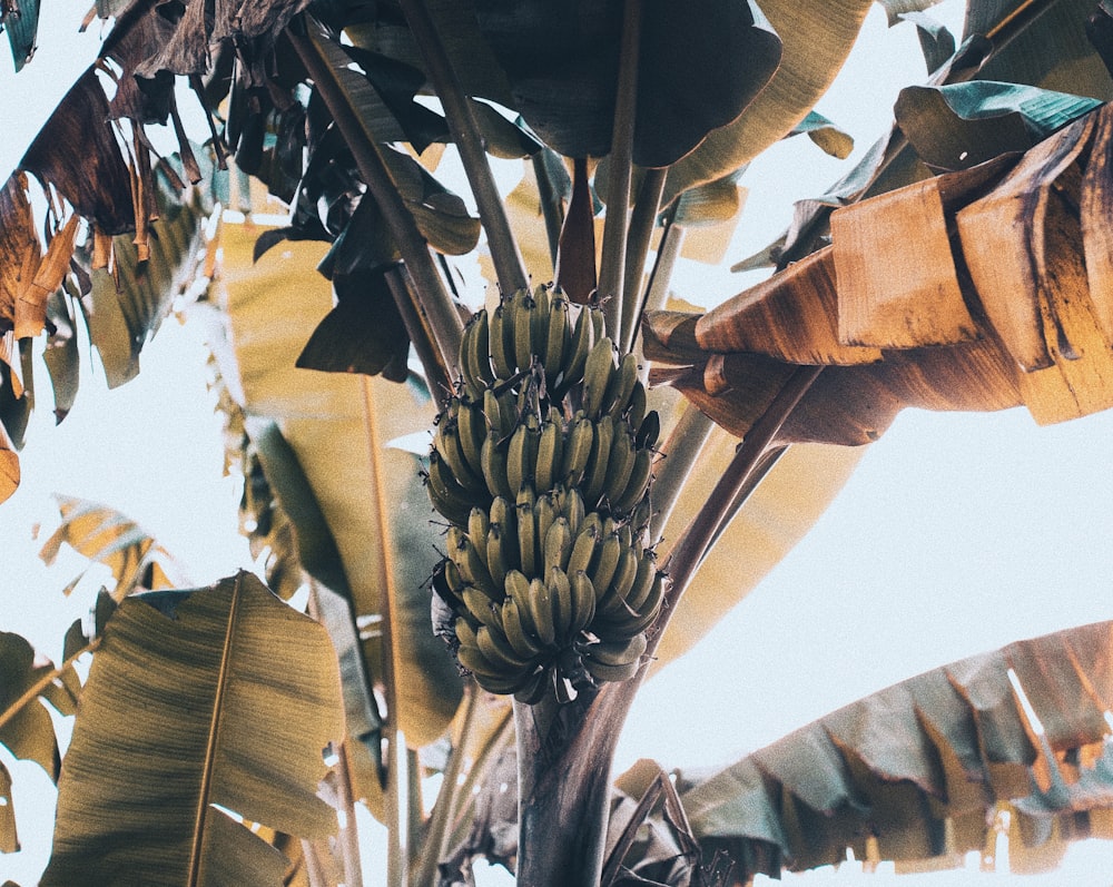 bunch of banana fruit on tree