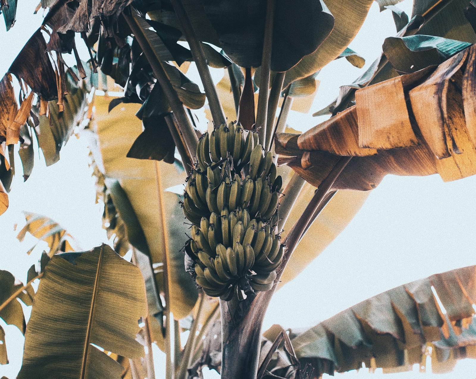 Sony a7S II + Sony FE 24-70mm F2.8 GM sample photo. Bunch of banana fruit photography