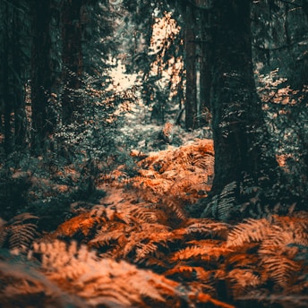 A dense forest scene filled with large, dark trees and a thick layer of orange-tinted ferns covering the ground. Sunlight filters through the canopy, casting a subtle glow on the foliage. The atmosphere is serene and slightly mysterious, with a rich play of shadows and light.