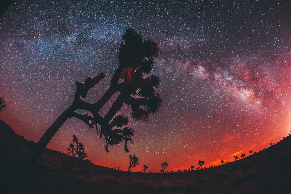 fisheye photography of silhouette tree