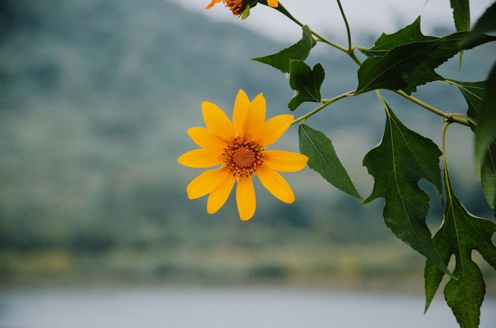 selective focus photography of yellow petaled flower