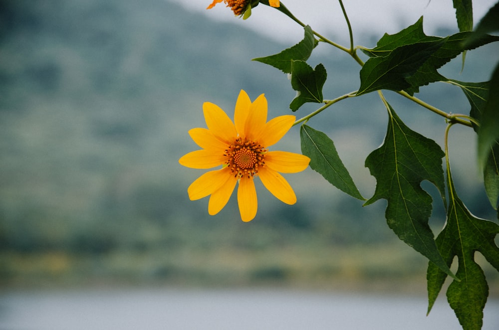 fotografia de foco seletivo de flor de pétala amarela
