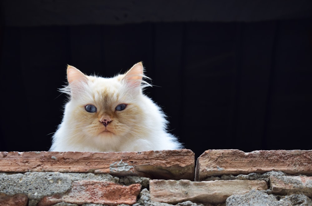 white Persian cat