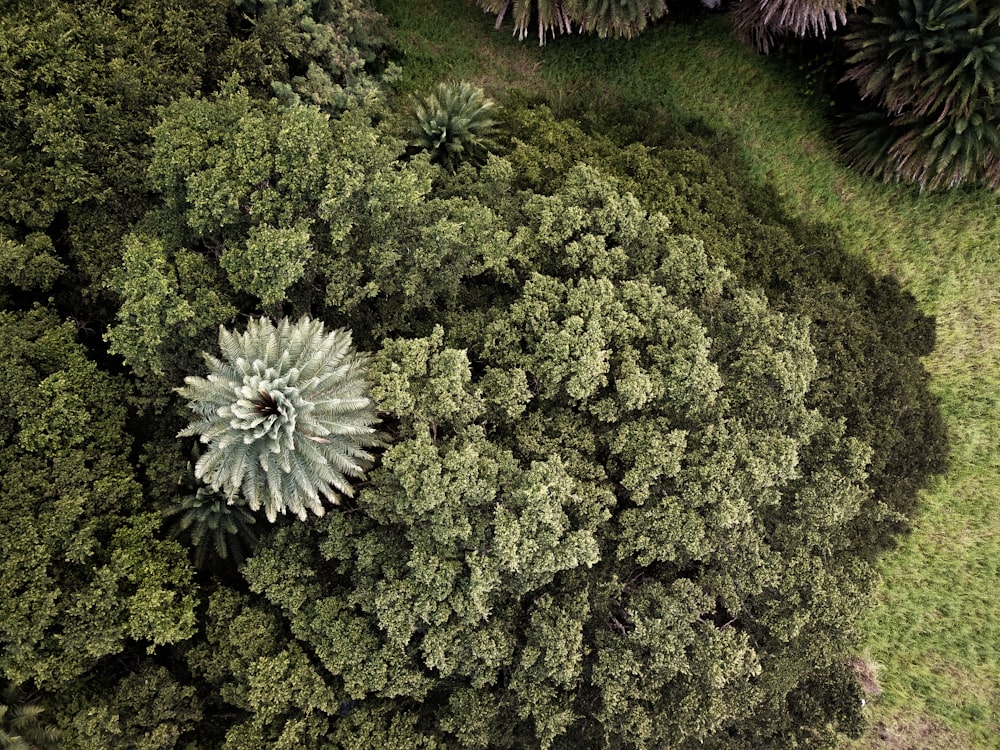 aerial view of green trees