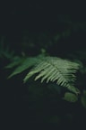 green leafed plant