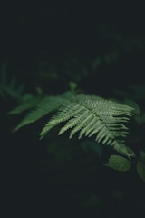 green leafed plant