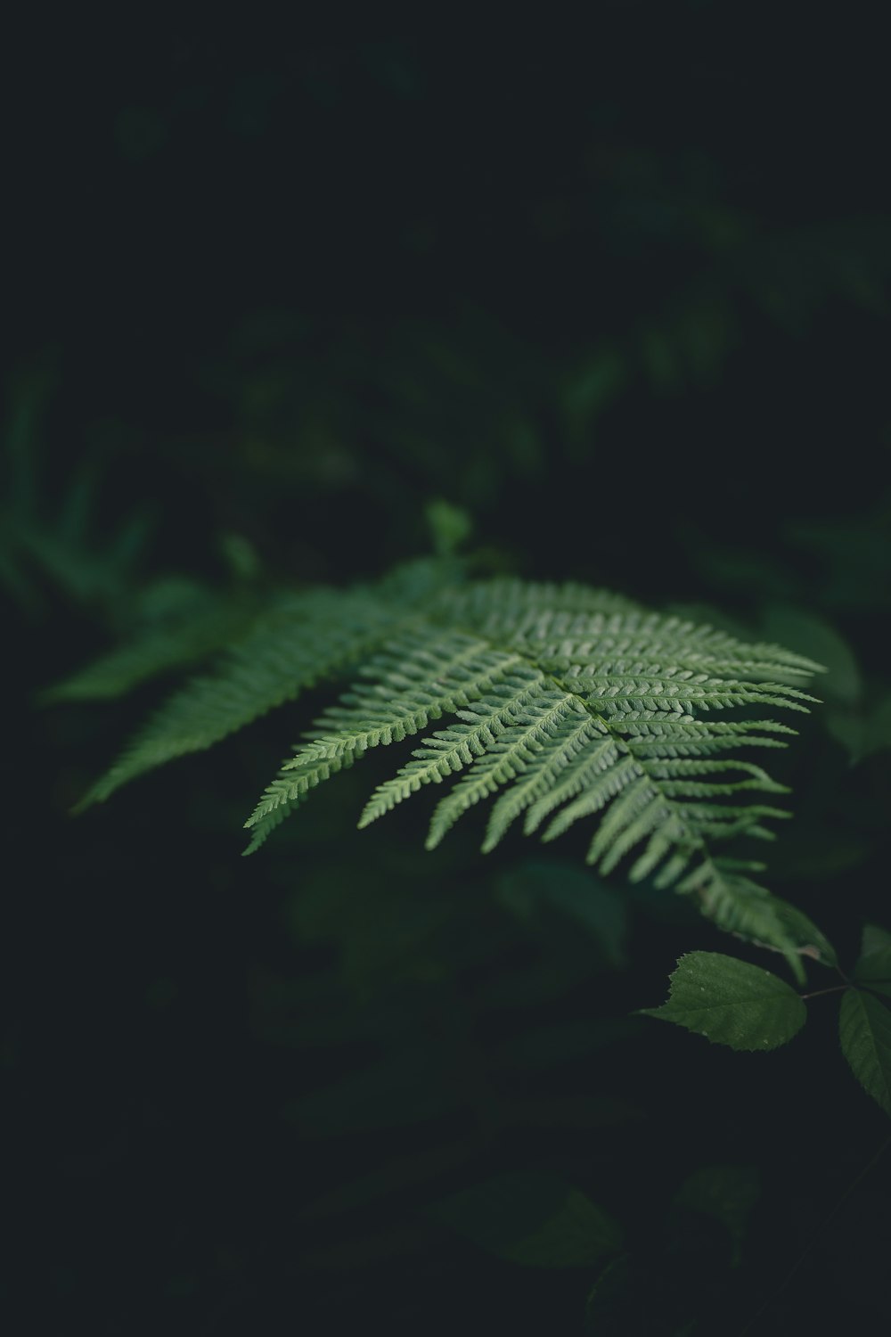 green leafed plant