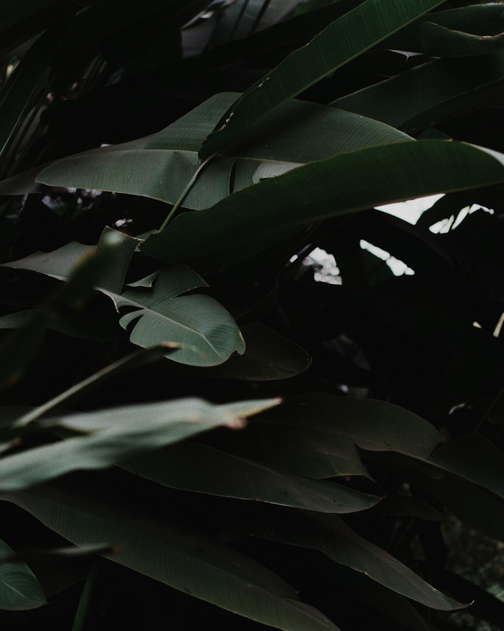 a bird is perched on a tree branch