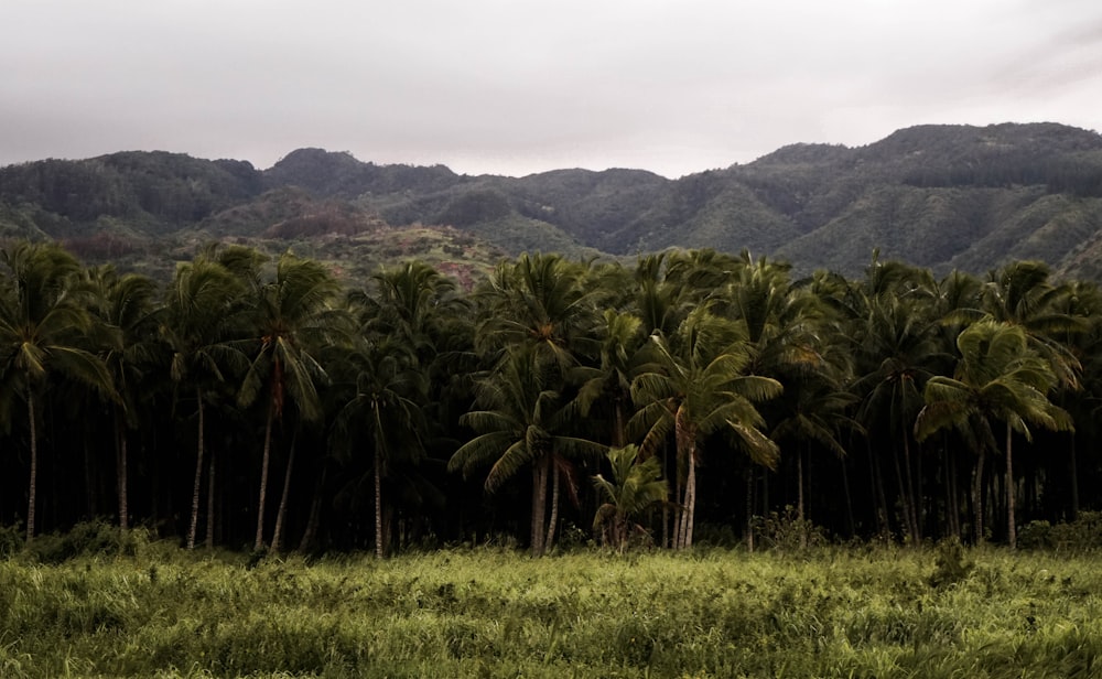 row of trees and mountain