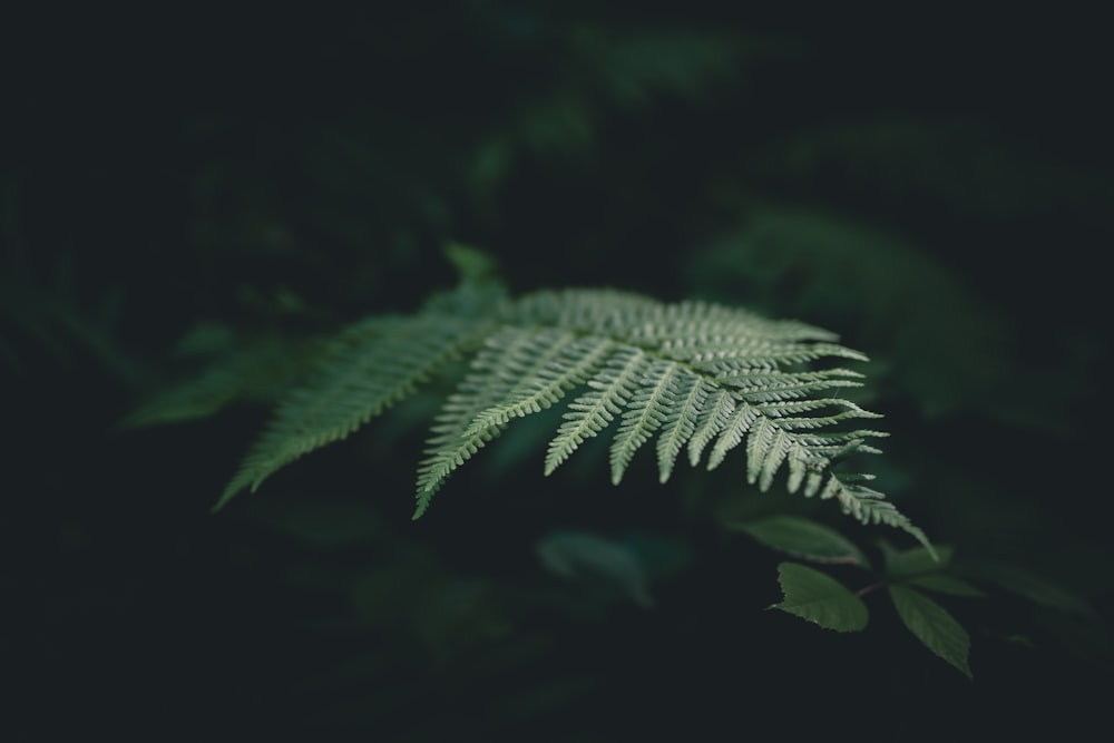 selective focus photograph of fern plant