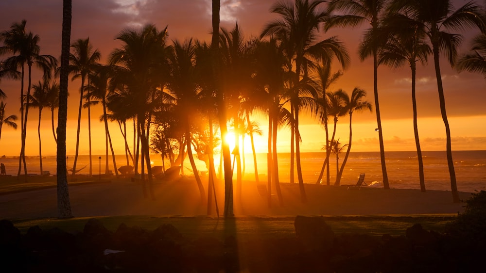 photo de silhouette de palmiers pendant l’heure dorée