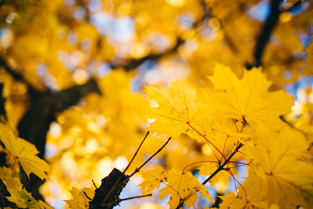 tilt shift lens photography of maple tree