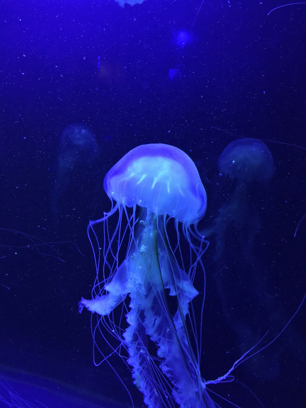 underwater photography of jellyfish