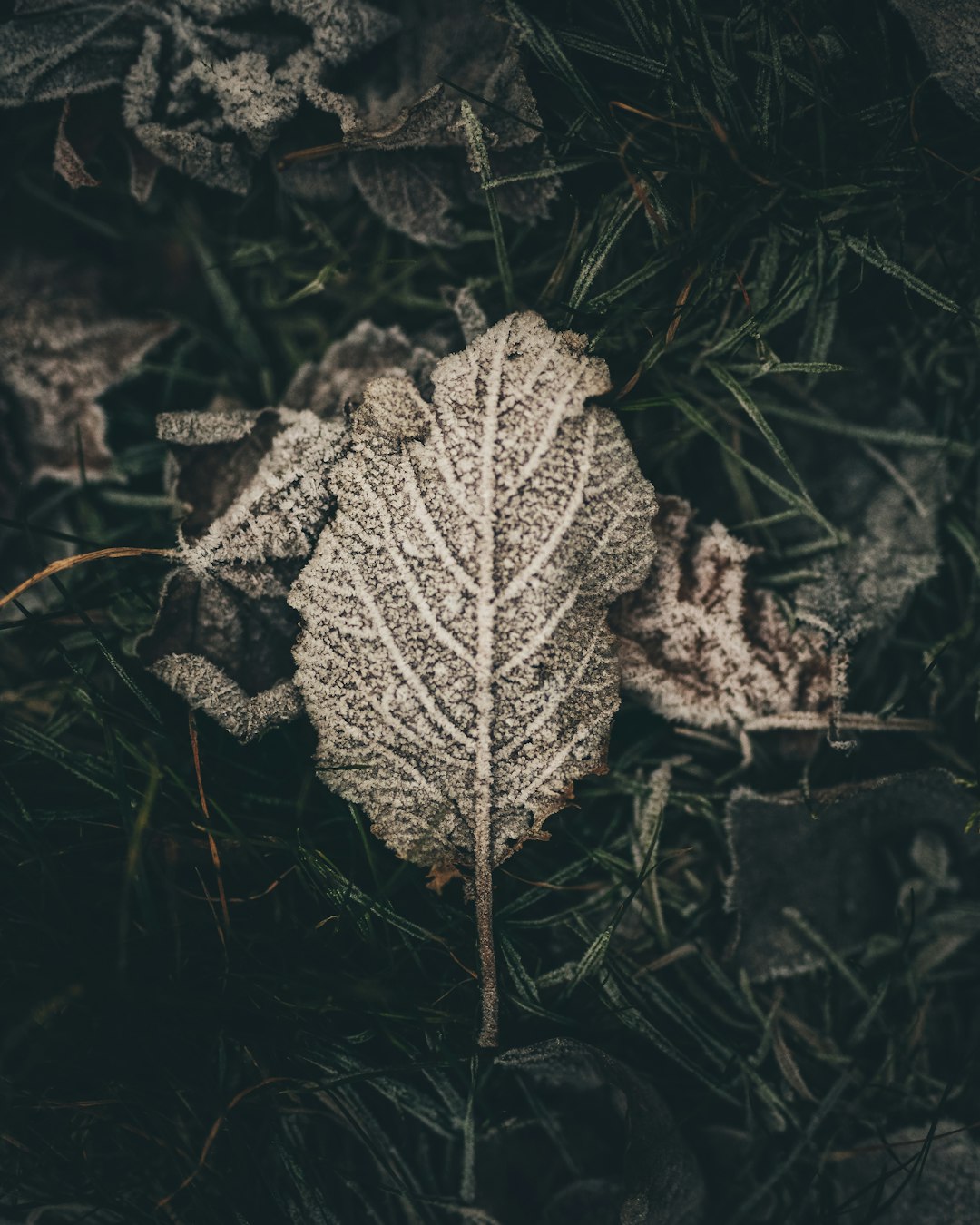 gray leaf on green grass