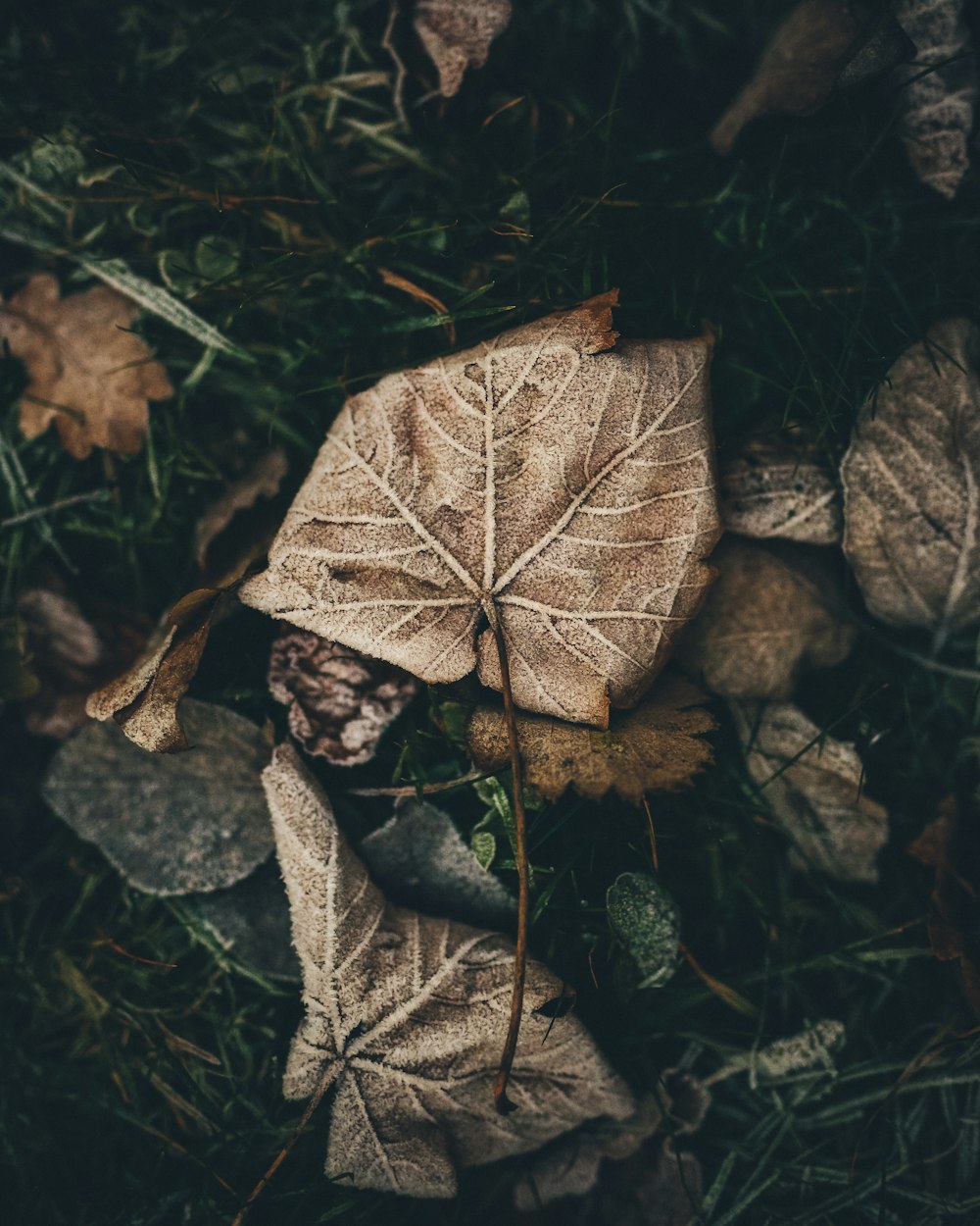 brown dry leaf
