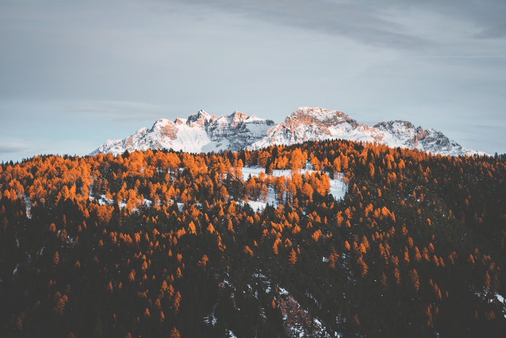 montanhas cobertas de neve cercadas de árvores