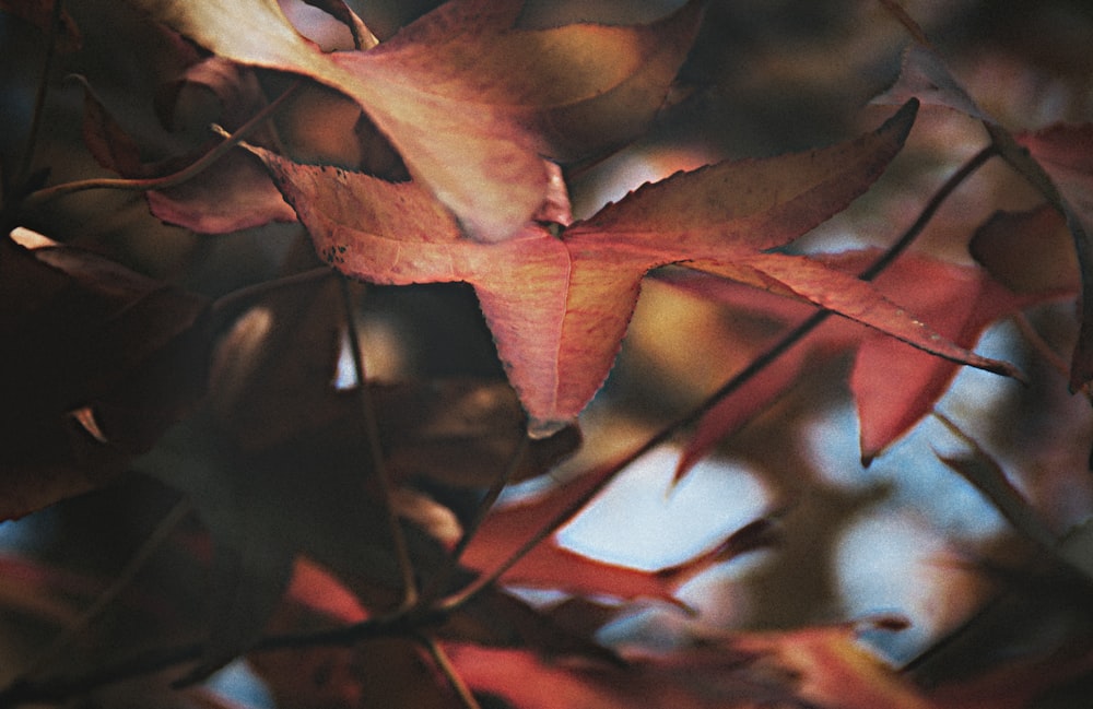 brown leaf