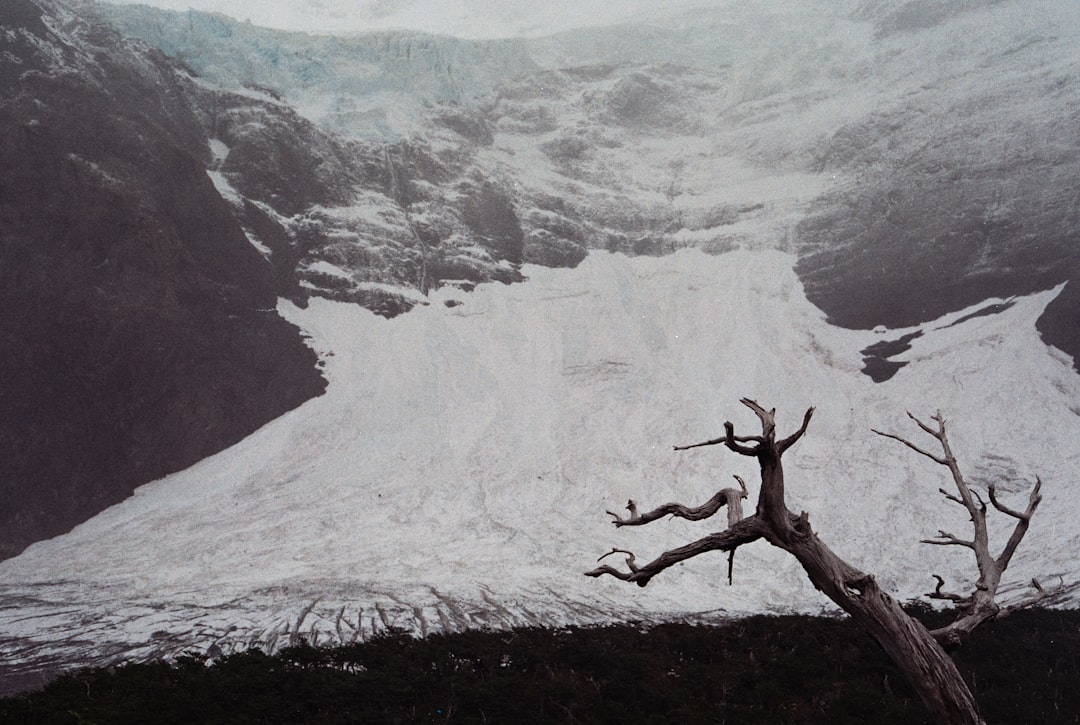 grayscale photo of bare tree