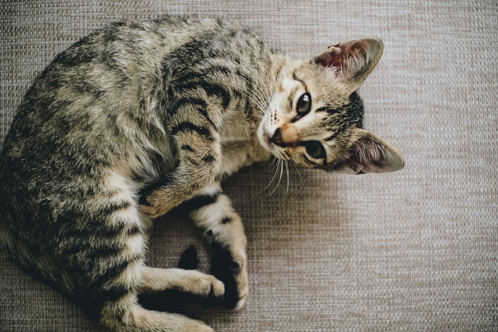 braun getigerte Katze liegt auf braunem Tuch