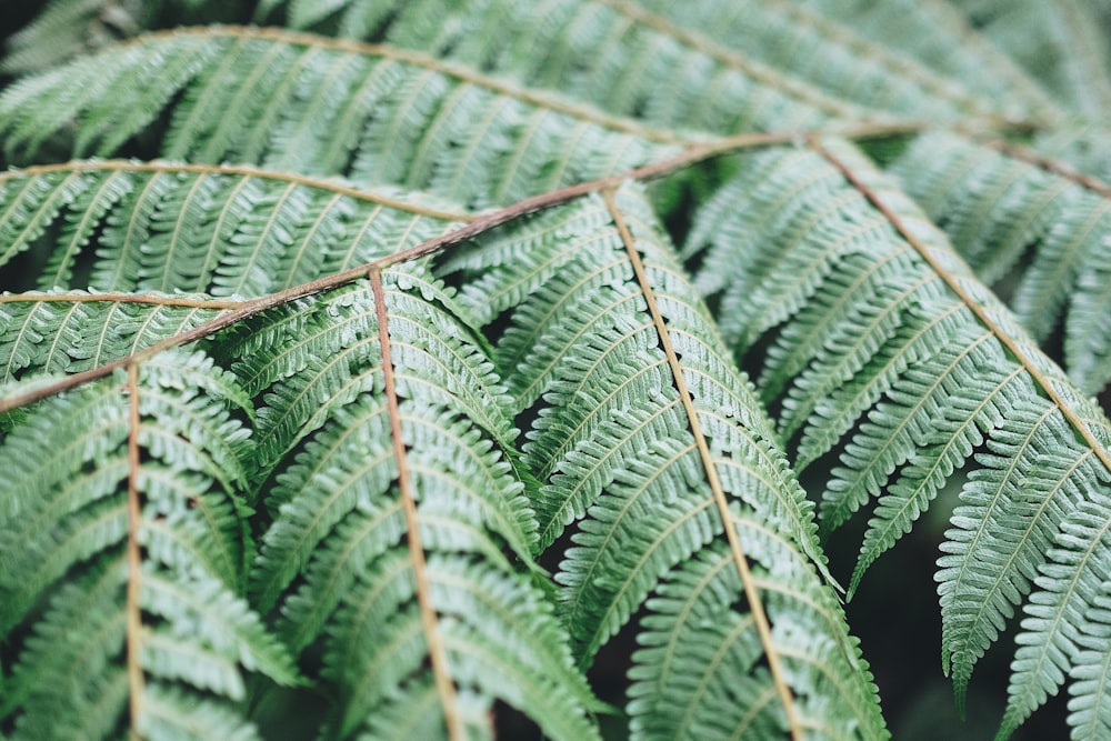 green leaves