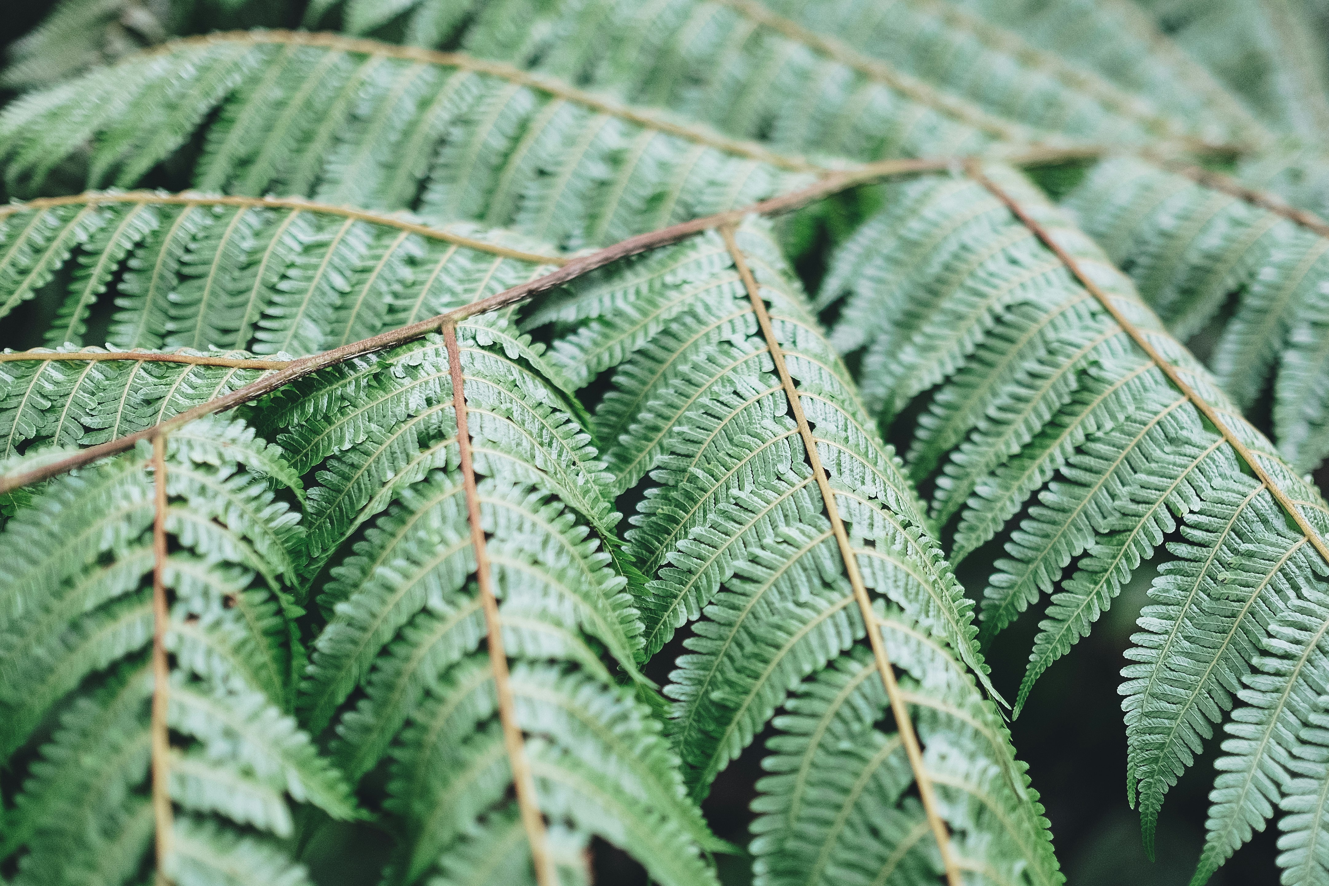 green leaves