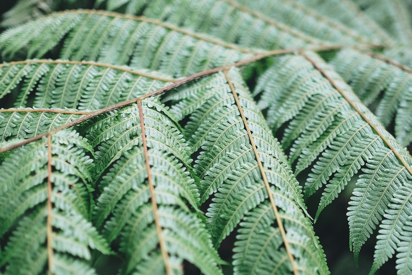 Fujifilm XF 23mm F1.4 R sample photo. Green leaves photography