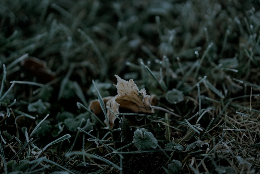 green leafed plants