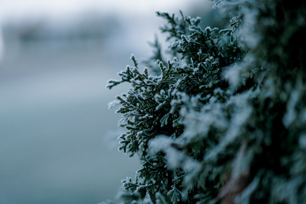 green tree covered by snow