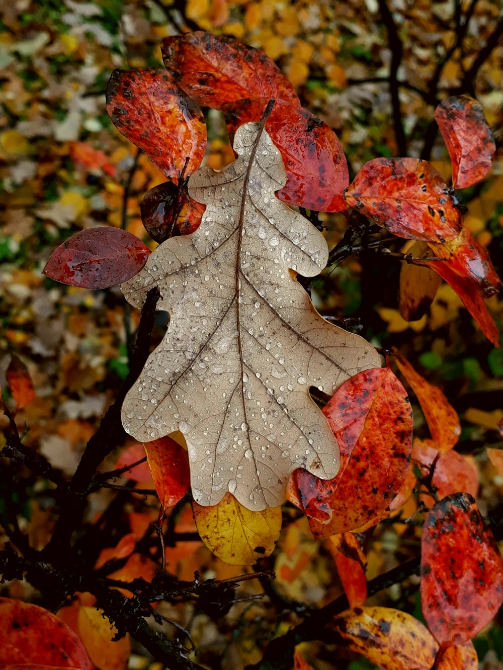 closeup photo of leaves