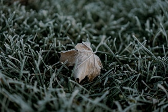 closeup photo of brown leaf on green grass